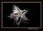 Dianthus arenarius