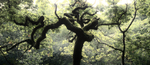 Venation