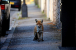 Urban fox walking down a Bristol street