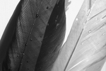 Flowers Set 07 - 03