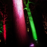 Illuminated Forest 2