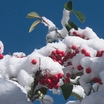 Winter Berry-2-1366