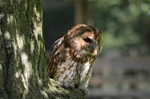 Tawny Owl
