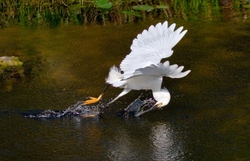 Birds 055