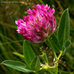 Zigzag Clover