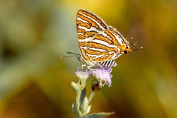 Common Silverline