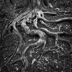 2163 - Beech Roots