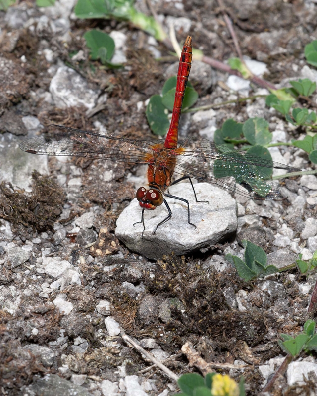 Male Common Darter - Dee Estuary