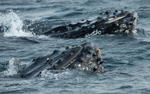 Humpback whale