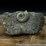 Sold scun 161 Aegasteroceras sp