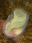 Corella parallelogramma