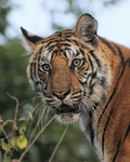 Portrait of Bengal Tiger looking, Bandhavgarh Reserve, India