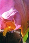 Iris 1041