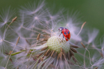 In the world  of Ladybirds