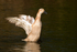 Indian Runner Duck