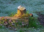 Green Woodpecker