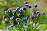 Allium sikkimense