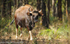 Gaur; Indian bison.