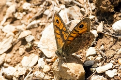 Wall Brown
