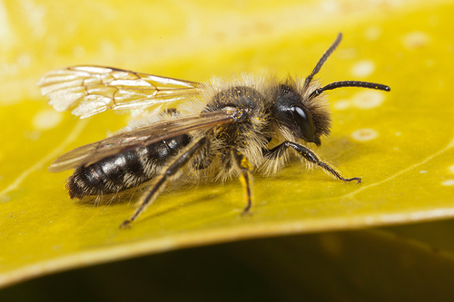An ageing [i]Andrena flavipes[/i] male with worn wings and sparser and paler hairs.