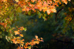 Autumn leaf swirl