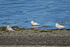 Iceland Gulls
