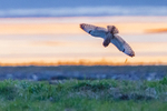 short eared owl Asio flammeus-2588