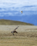 Great Skua & Arctic Tern, Jokulsarlon, Iceland