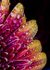 Floral2