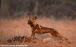 Wild dogs at sunset