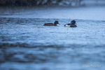 Weather for Tufted Ducks!
