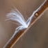 Milkweed on Sumac