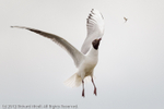 Black-headed Gull (Chroicocephalus ridibundus) hunting mayflies