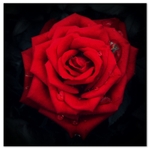 RoseHeart