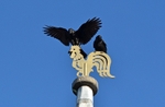 Carrion Crows