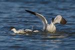 Avocet portfolio