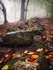 Wilsons Woods