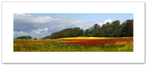 Poppies and rape seed ♦ PATTIESMUIR