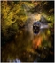 Autumn on the Canal