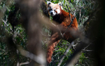 Red Panda