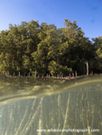 RS018: Mangrove split