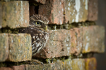 Little Owl