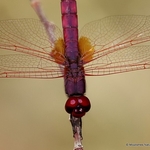 Violet Dropwing (Trithemis annulata) M