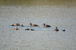 Eiders and ducklings