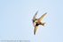 Swifts (Apus apus)