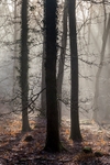 Winter Sunrays