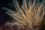 Nemertesia ramosa