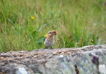 Northern Wheatear