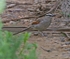 Black Crowned Chagra