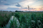 Dusk, Shapwick moor